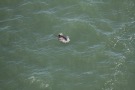 Missing Picture